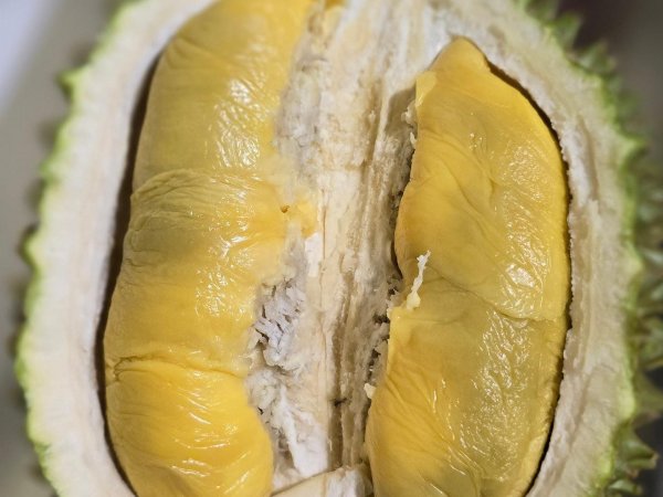 S8 Durian