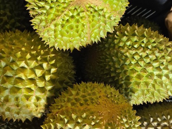 S8 Durian